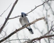 Blue Jay.jpg