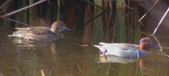 Green-winged Teals male, female Jan. 08 PS.jpg