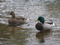 L1130703_Mallard pair.jpg