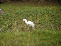 Cattle Egret.jpg