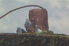 STOCK DOVE 2.jpg