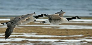 Canada_goose.adj.jpg