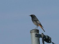 L1130897_Black Redstart.jpg