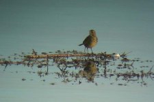 ROCK PIPIT.jpg