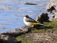 L1130314_Grey Wagtail.jpg