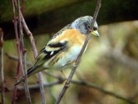 Brambling 9 email.jpg