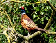 pheasant cb1s.jpg