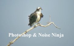 Osprey-PShop.jpg