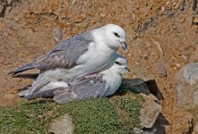 fulmars mating.jpg