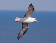 fulmar.jpg