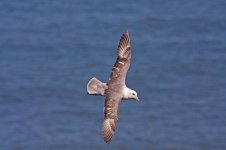 fulmar flying.jpg