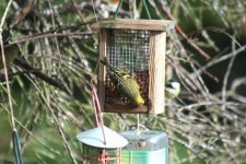 tn_Siskin in Garden 15.JPG