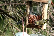 tn_Siskin in Garden 24.JPG