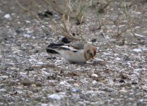 tn_Snow Bunting at Baltray 2A.JPG