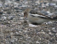 tn_Snow Bunting at Baltray 4A.JPG