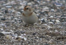 tn_Snow Bunting at Baltray 5A.JPG