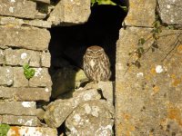 Little Owl.jpg