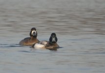 Scaup.jpg