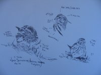 Twite Page.jpg