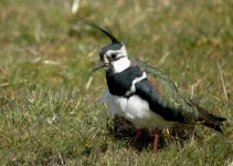 Lapwing3web.jpg