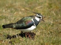 Lapwing5Web.jpg