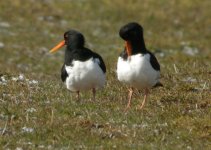 Oystercatchers1web.jpg