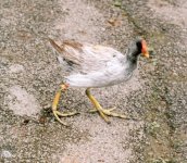 moorhen (leucistic bird), slimbridge.jpg