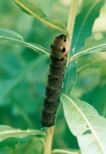 elephanthawkmothcaterpillar.jpg