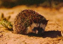 long-eared hedgehog (erinaceus auritus).jpg