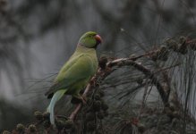 2.RoseRingedParakeet.JPG