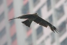 4.BlackEaredKite.JPG