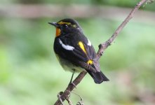 1NarcissusFlycatcher.JPG