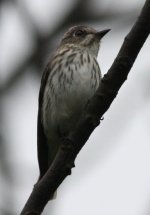 2GreyStreakedFlycatcher.JPG