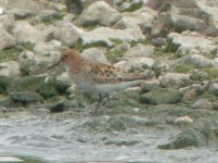 Beddington Farm Little Stint 1.jpg