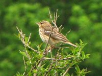 tree pipit kennemer.jpg