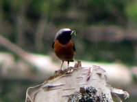 redstart kennemer.jpg