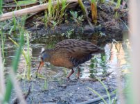 Virginia Rail.jpg