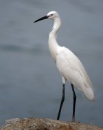 little egret DSCN8196.jpg