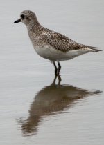 Plover-web.jpg