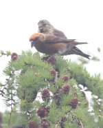 2.Crossbill.JPG