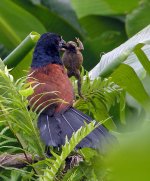 greater coucal.frog DSCN8736.jpg