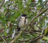 Great-Tit-juv-resize.jpg