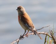 Linnet-resize.jpg