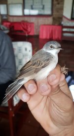 Common whitethroat (migrant).jpg