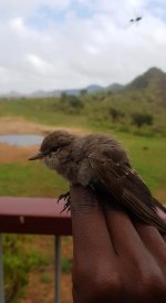 Gambaga flycatcher.jpg