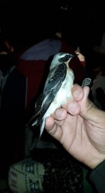 Northern wheatear (migrant).jpg