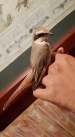 Turkestan shrike (migrant).jpg