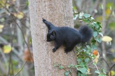 Melanistic Grey Squirrel (3)_01.JPG