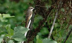 DSC08650 Grey-backed Shrike @ Lam Tsuen.jpg