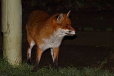 20210106 (2)_Red_Fox.JPG